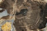 4.8" Long, Petrified Wood (Schinoxylon) Limb - Blue Forest, Wyoming - #199025-2